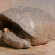 The recently discovered tortoise at Galápagos National Park in Santa Cruz Island.